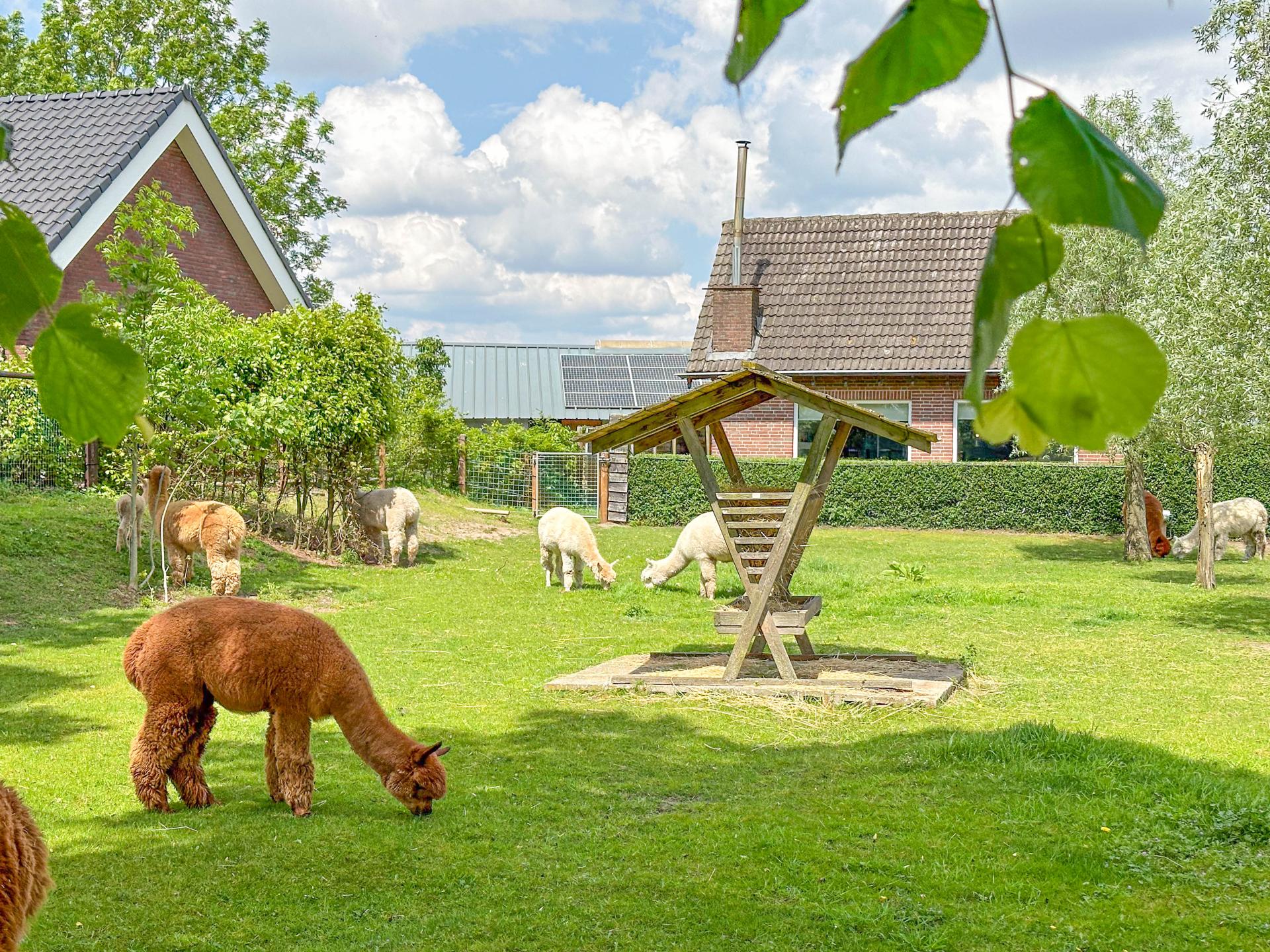 Vrijstaand huis op een alpaca boerderij